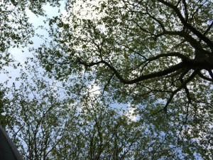 Looking up through trees you can see sky and sunlight coming through the leaves. 