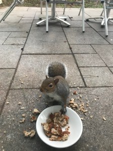 A close up photo of the squirrel pinching toast from a bowl on our patio. 