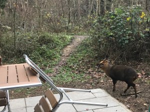 The patio at the back of our lodge which leads to the forest. There is a metal framed table and chairs. A small deer is creeping in from the right. 
