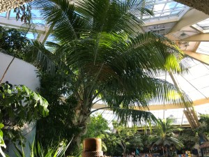Looking up at the tropical plants and trees. 