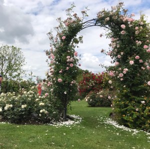 A metal archway trailed with pink roses. There are petals on the ground. 
