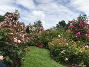 A smooth bright green grass pathway leads though the roses. Rose bushes in pinks are on either side