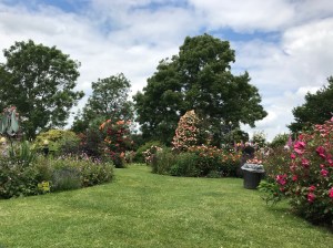 A wide open space of grass with various flower beds and roses going off into different areas