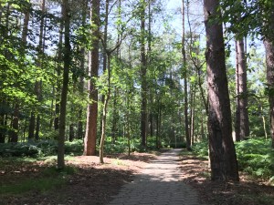 A photo looking through the trees in a forest. Only trees can be seen surrounding me