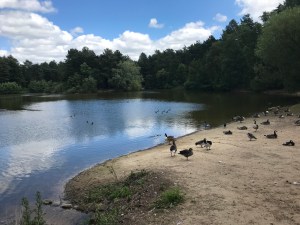 A lake with trees in the distance. To the right are a group of ducks heading to the water