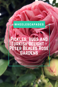 An image to pin. A close up of a pink rose with the title text Pickles, Bugs and Turkish Delight - Peter Beales Rose Gardens placed over