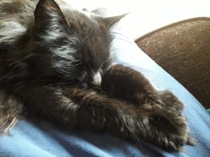 A fluffy black cat laying with his front legs stretched forwards. He is on a blue cushion.