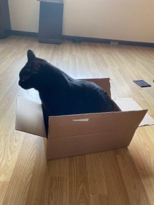 A black cat sitting in a cardboard box.