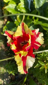 A close up photo looking down onto a red and yellow stripe tulip. The petals have fluffy edges.