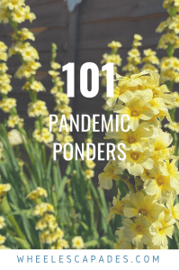 An image to pin. Title text 101 Pandemic Ponders is places over a photo of tall yellow flowers. 