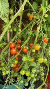 A close up photo of one tomato plant growing 50 to 60 tomatoes ranging through green, orange to bright red. 