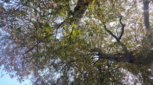 A photo taken looking up into the trees. There are two big tree trunks, lots of branches and green leaves. Blue sky can be seen through them. 