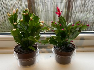 Two Christmas cacti on a white windowsill. One has pink buds and the other has white buds.