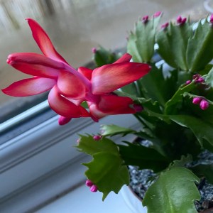 A close up photo of the pink flower blooming. It has layers of petals that graduate colour from pale to bright pink.
