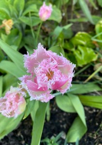 An open pink and white tulip that has frilly edges. There are some closed bulbs and green leaves in the background.