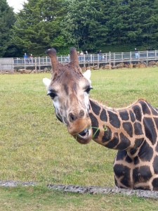 A giraffe head looking at the camera. He has grass hanging out of his mouth. There is a large expanse of grass in the background.